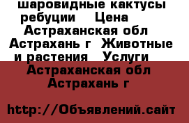 шаровидные кактусы ребуции  › Цена ­ 50 - Астраханская обл., Астрахань г. Животные и растения » Услуги   . Астраханская обл.,Астрахань г.